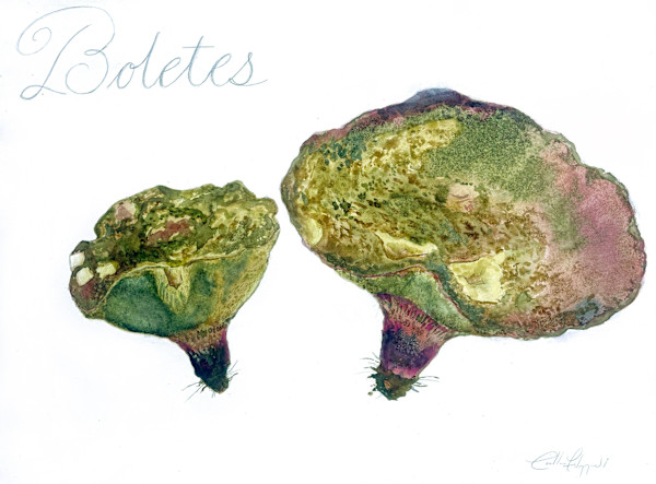 Boletes by Caitlin Fitzgerald
