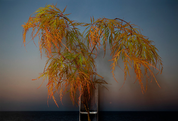 triagCome from Away by Vaughn Sills