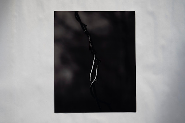 Twisted Vines by Eve Sage Holzman