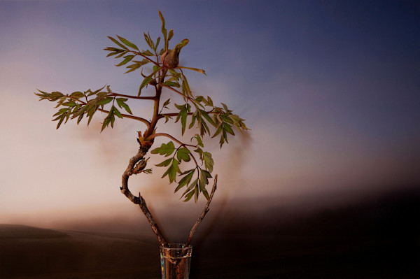 To be a Flower Is Profound Responsibilty by Vaughn Sills