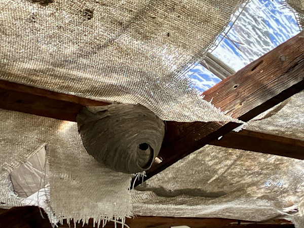 A BEE'S VIEW by D Bramante