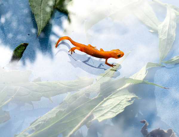 As Above, So Below (Red Eft) by Suzi Grossman