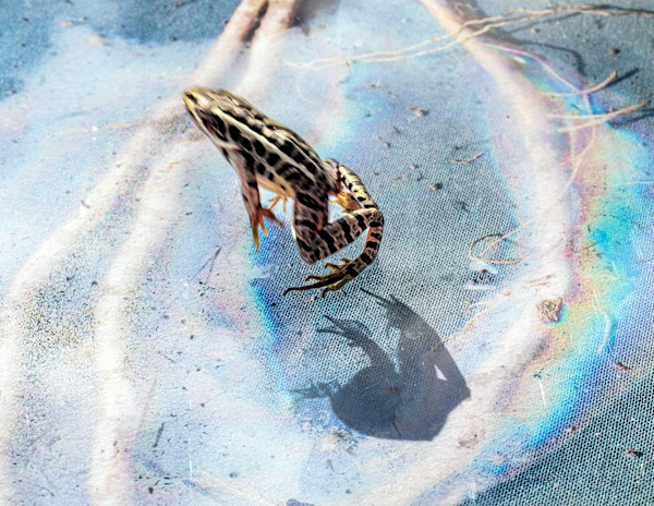 As Above, So Below (Leopard Frog) by Suzi Grossman