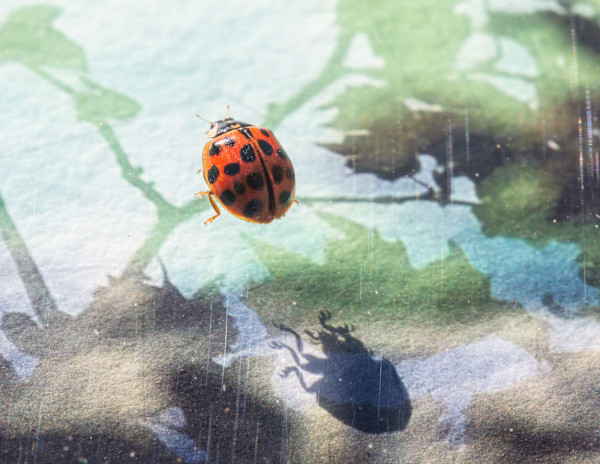 As Above, So Below (Ladybug) by Suzi Grossman