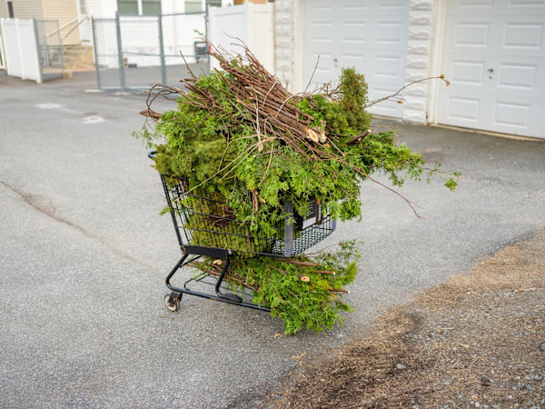 Plant Study (Shopping Cart), 2022 by James Traggianese
