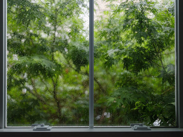 Plant Study (Japanese Maple through the window, during a thunderstorm), 2021 by James Traggianese
