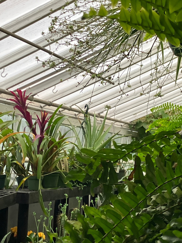 sky light by D Bramante