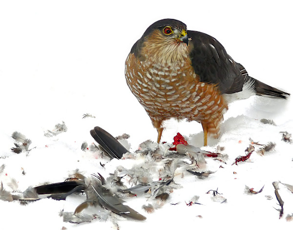 Cooper's Hawk by Joni Lohr
