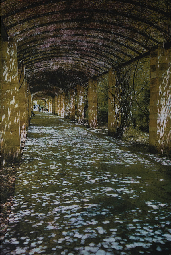 The Arbor by Judy Bergman Hochberg