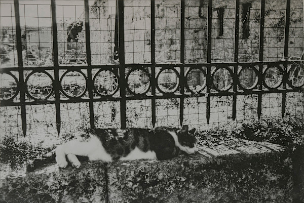 Siesta by Judy Bergman Hochberg