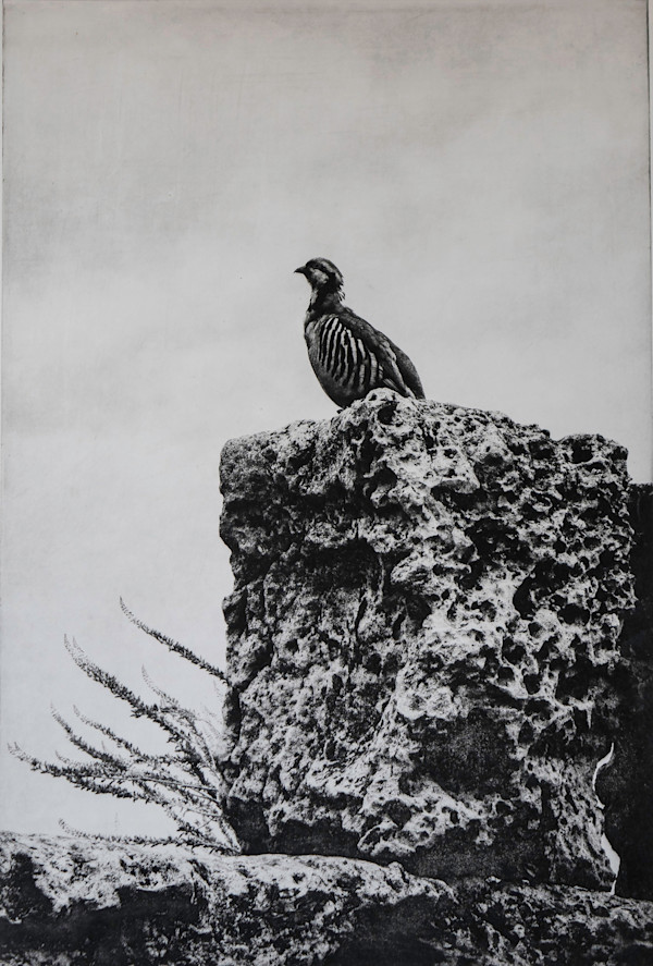 The Sentry by Judy Bergman Hochberg