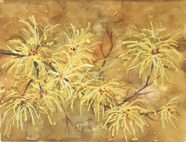 Witch Hazel by Susan Swinand