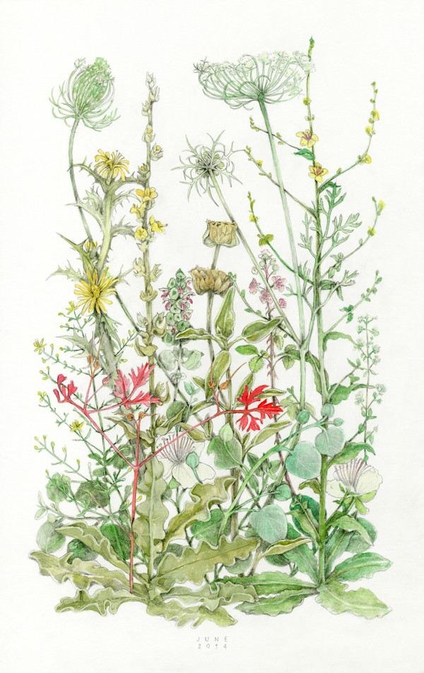 Mapping the Walk \: June by Judith Allen-Efstathiou