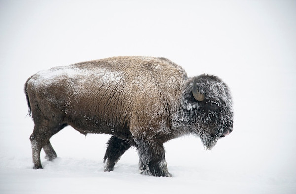 Bison in Snow by Michael Seif