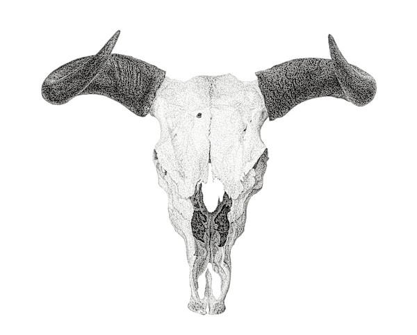 Fragility by Steven Buduo