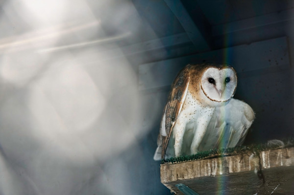 Banchee 3 by Lydia Harris