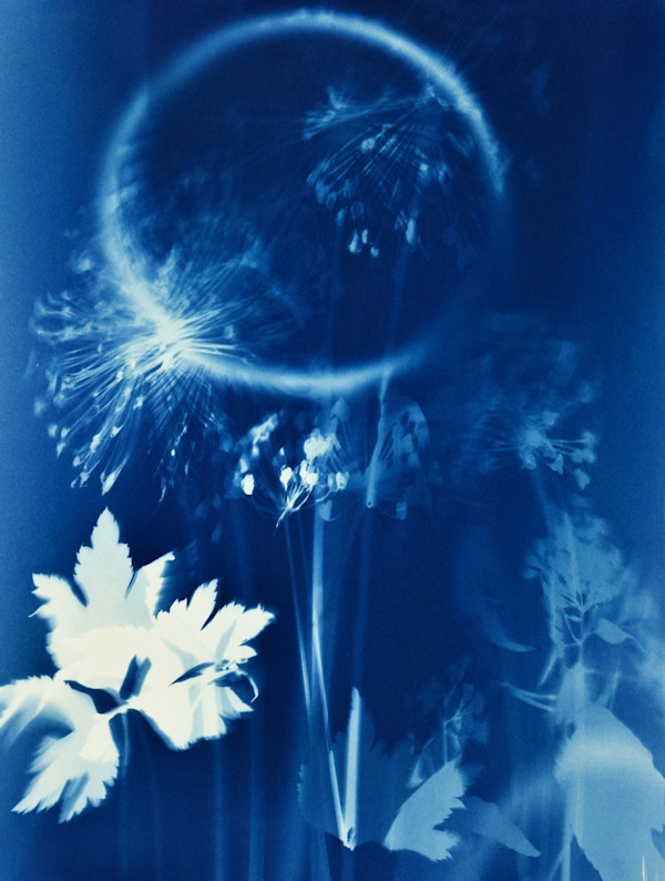 Summer Eclipse by Mary Pinto