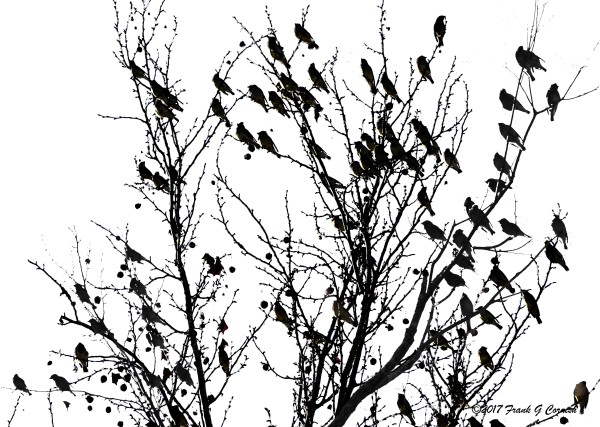 Birds in a tree silhouette by Frank G. Cornish