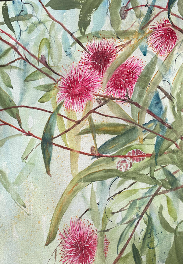 Hello Hakea by Susan Wellingham