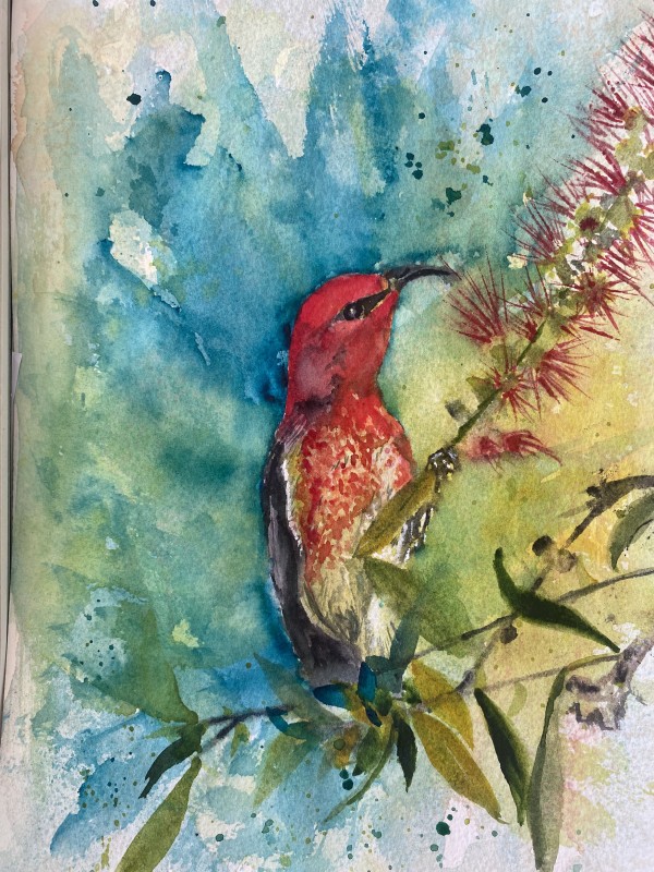 Scarlet Honeyeater by Susan Wellingham
