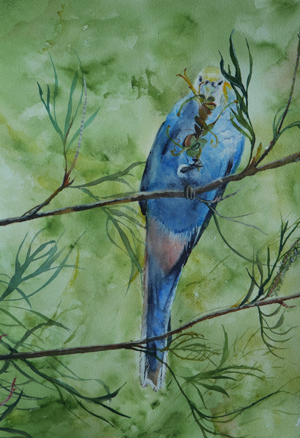 Bush Buffet by Susan Wellingham