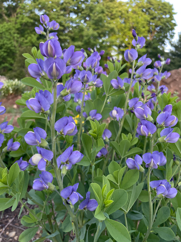 False Indigo by Tamara Dimitri, Image 1.
