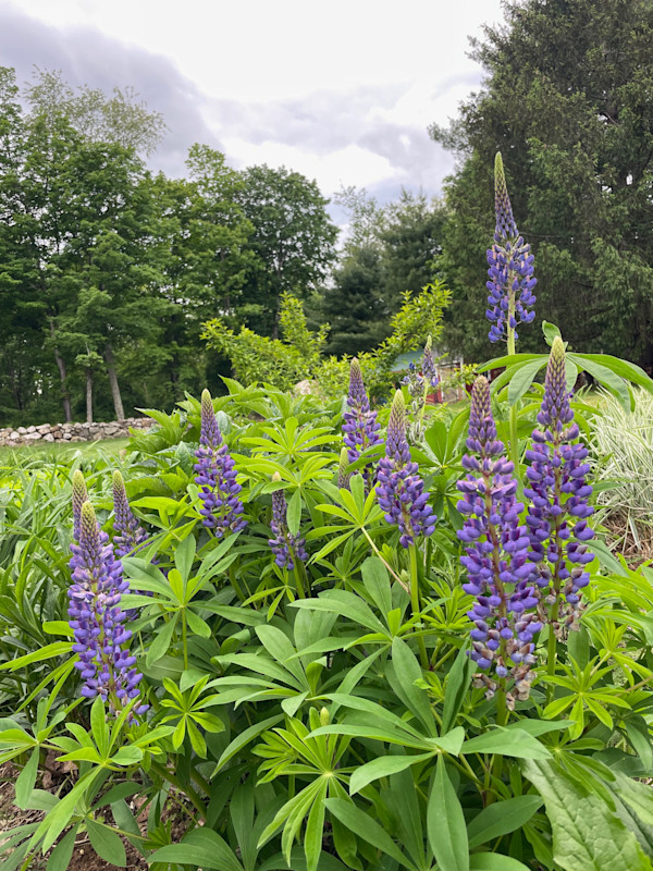 Native Lupine by Tamara Dimitri