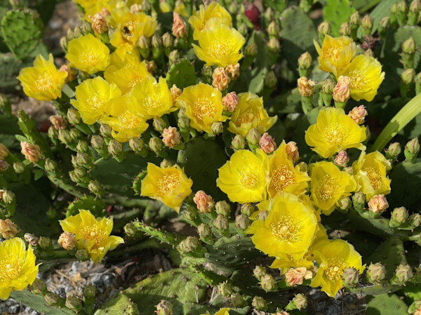 Eastern Prickly Pear cactus by Tamara Dimitri