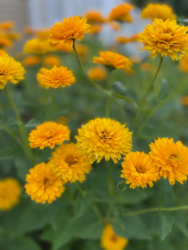 False Sunflower by Tamara Dimitri