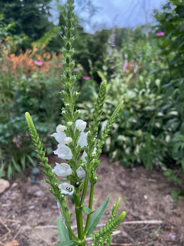 Obedient Plan by Tamara Dimitri