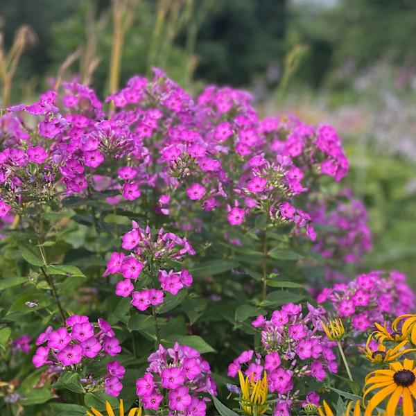 Tall Phlox by Tamara Dimitri