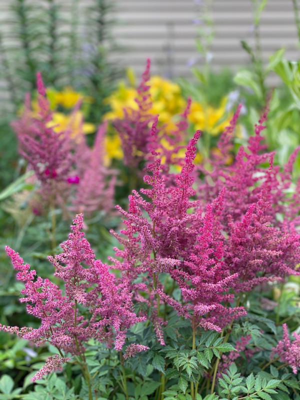 Astibe by Tamara Dimitri