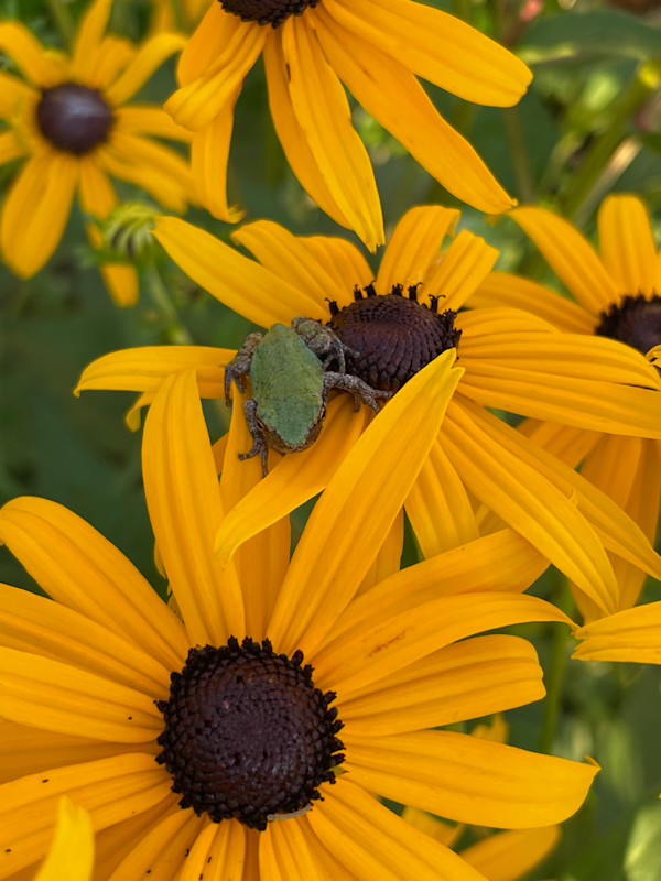 Black-Eyed Susan by Tamara Dimitri