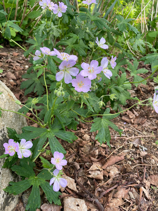 Wild Geranium by Tamara Dimitri, Image 1.