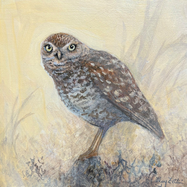Burrowing Owl by Floy Zittin, Image 2.