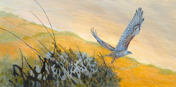 Ferruginous Hawk by Floy Zittin