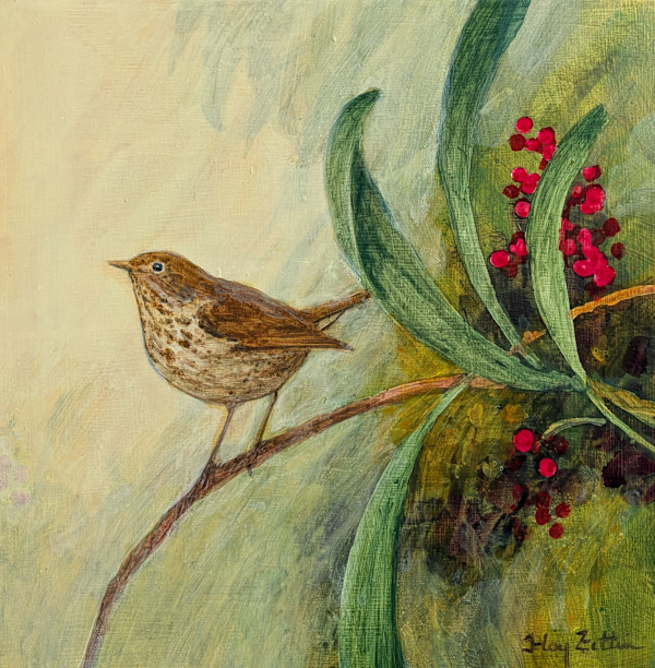 Hermit Thrush by Floy Zittin