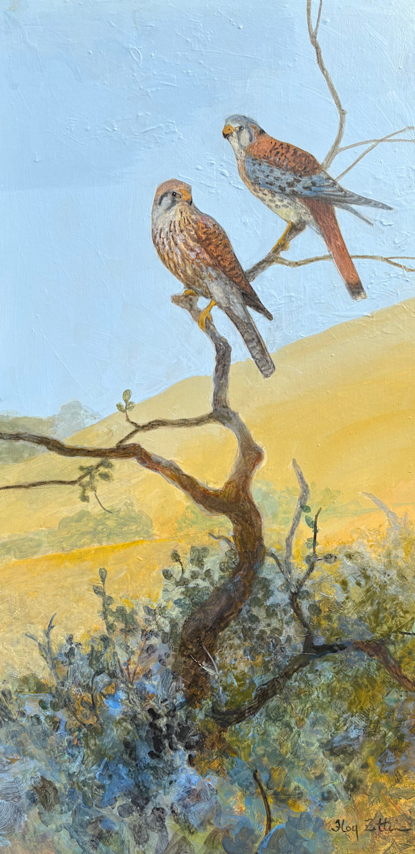 Kestrel Pair and Hills by Floy Zittin