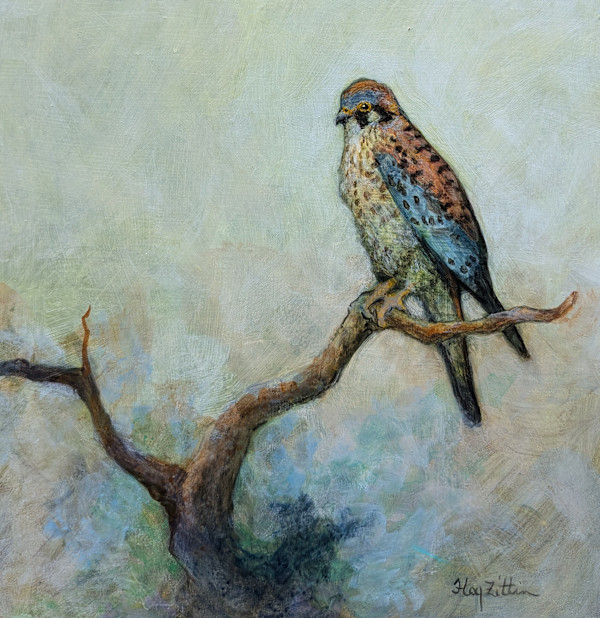 Kestrel Perching by Floy Zittin