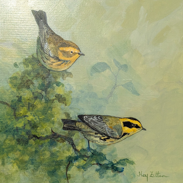 Townsend's Warblers by Floy Zittin