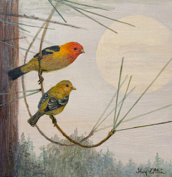 Western Tanager Study by Floy Zittin