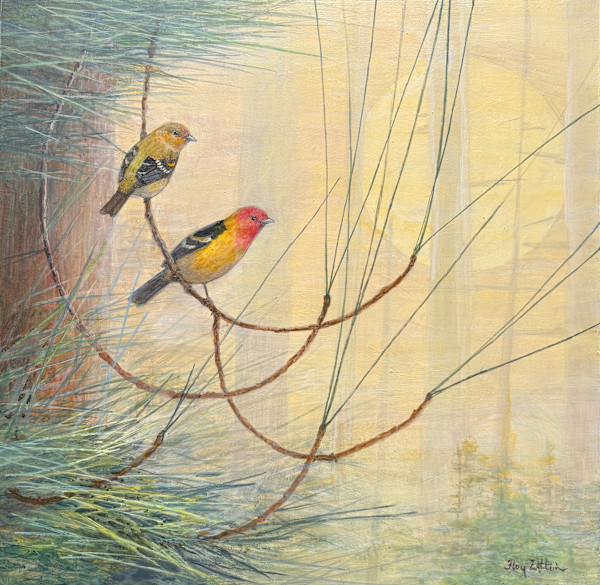 Western Tanagers and Pines by Floy Zittin, Image 1.