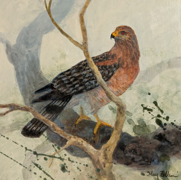 Red-shouldered Hawk by Floy Zittin
