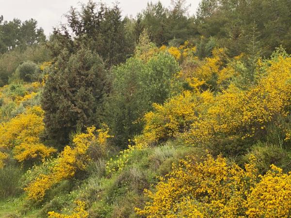 Yellow by Anat Ambar