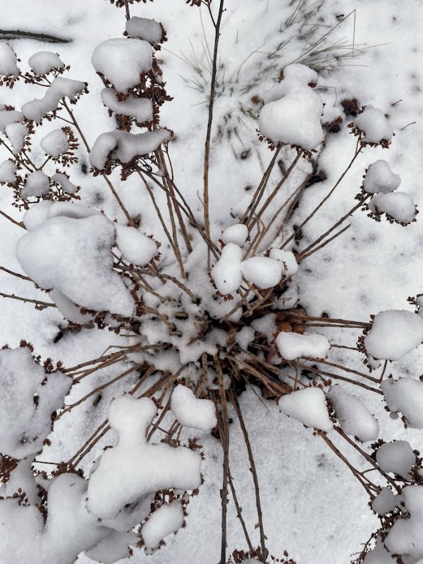 Snow by Anat Ambar