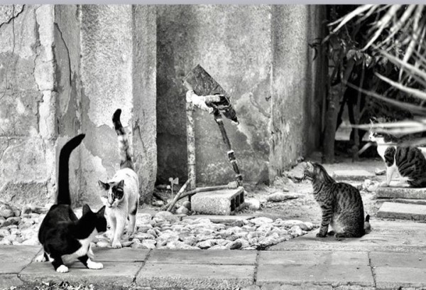 Street Cats by Anat Ambar