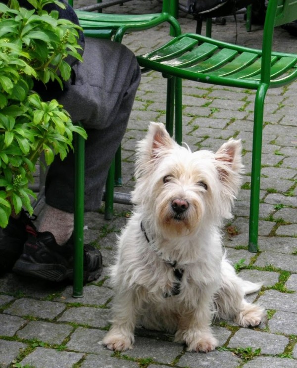 White Dog by Anat Ambar