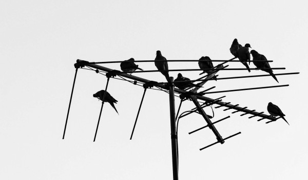 Birds by Anat Ambar