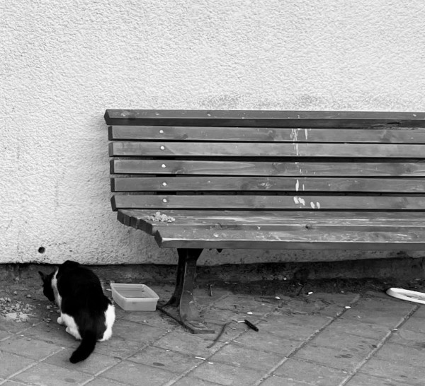 Street Cat by Anat Ambar