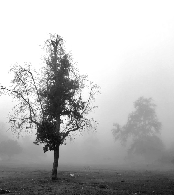 Foggy Day by Anat Ambar